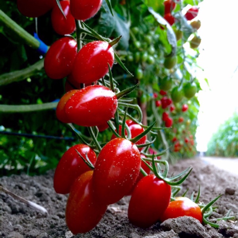 煜美溫室玉女小番茄🍅