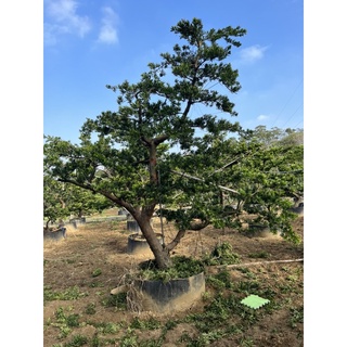 羅漢松 庭園樹 真柏 黑松