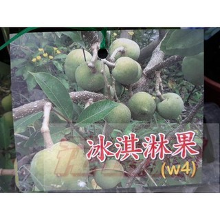 水果苗 白柿 (冰淇淋果)嫁接苗 4吋盆高約20cm果肉柔軟香甜【花田裡】