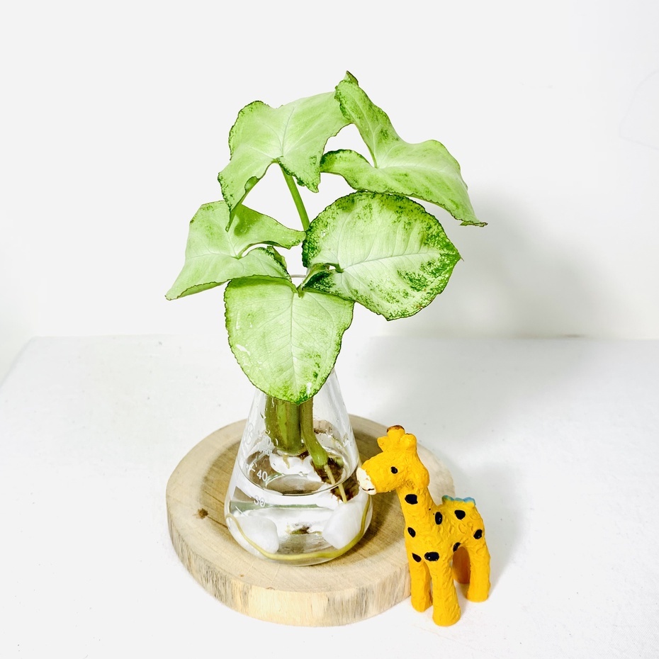 水耕綠精靈合果芋 含植物 玻璃瓶 水耕植物 懶人盆栽 水耕栽培 水耕盆栽 室內水培 魚菜共生 黃金葛 蝦皮購物