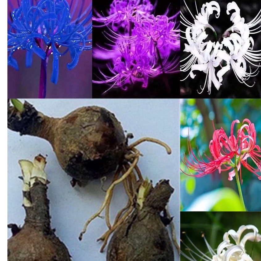 彼岸花種球的價格推薦 22年3月 比價比個夠biggo