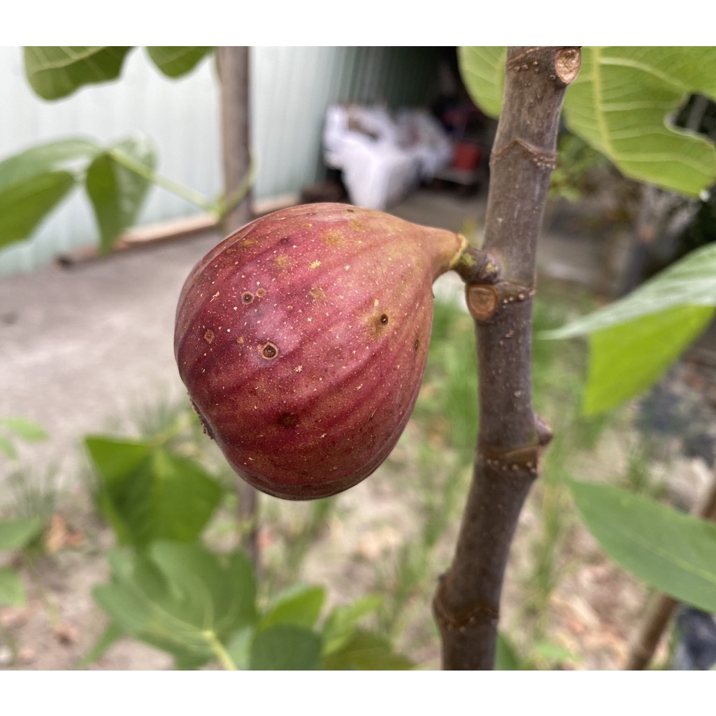 無花果 枝條 扦插 好種植 無農藥 便宜賣 波姬紅無花果