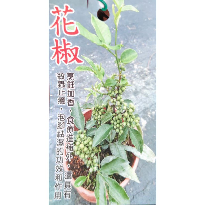 花椒盆栽5吋盆竹葉椒野花椒貝椒子山巴椒入地紫牛山椒山花椒青花椒秦椒 蝦皮購物
