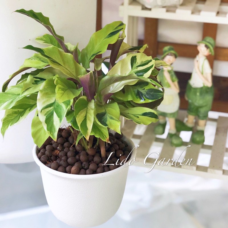 大理石竹芋 黃油畫竹芋 五吋 初春開始最美的時候 嬌貴難伺候 蝦皮購物