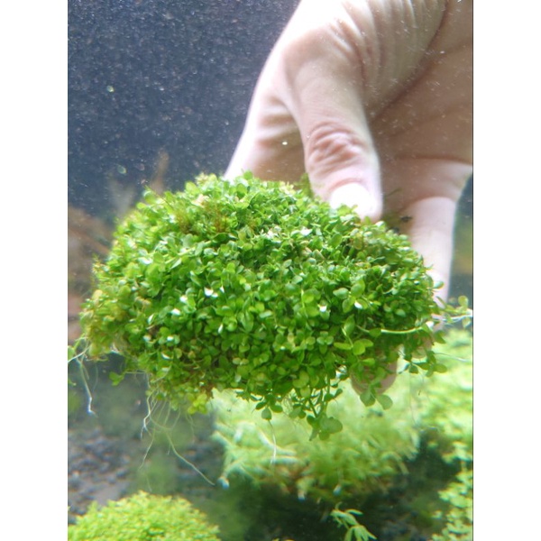 阿馨水草屋 水草造景 趴地珍珠草皮現綁8 8不鏽鋼鐵片 出貨時水上葉 蝦皮購物