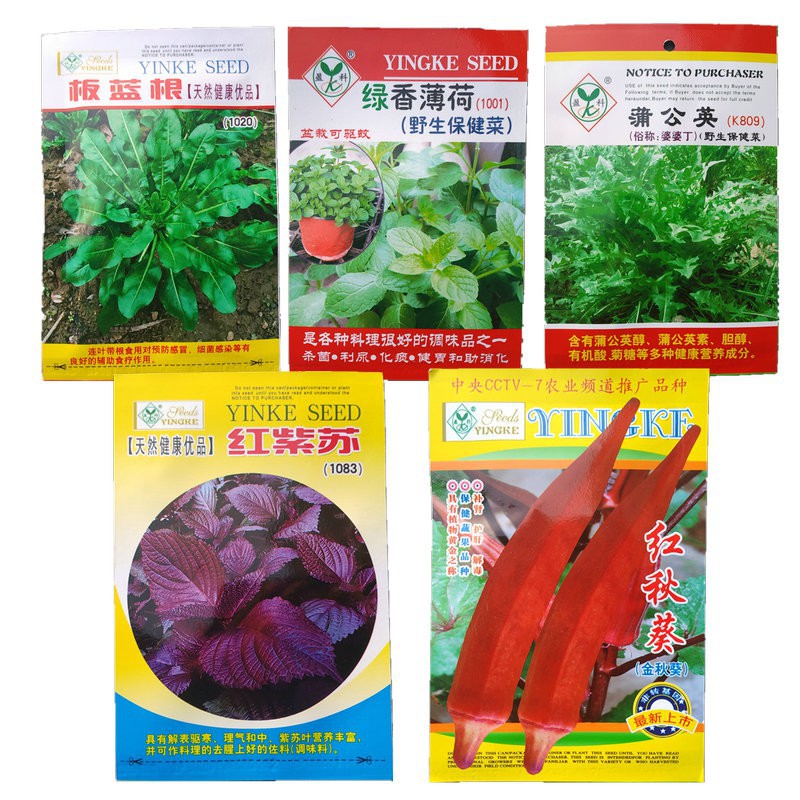 菜種花種藥食兩用蔬菜種子中藥材種籽板藍根蒲公英黃秋葵紫蘇薄荷草新品熱賣牧草種子 蝦皮購物