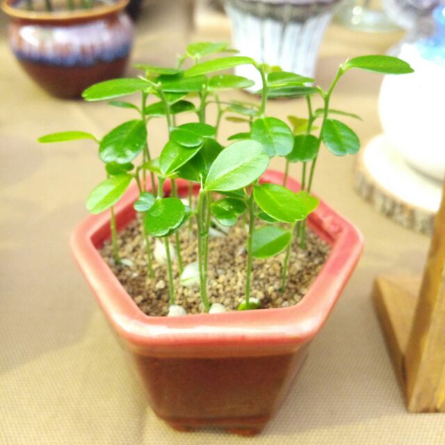 悠活樂 黑刺柑 烏柑仔 當季種子一份10粒30元 蝦皮購物