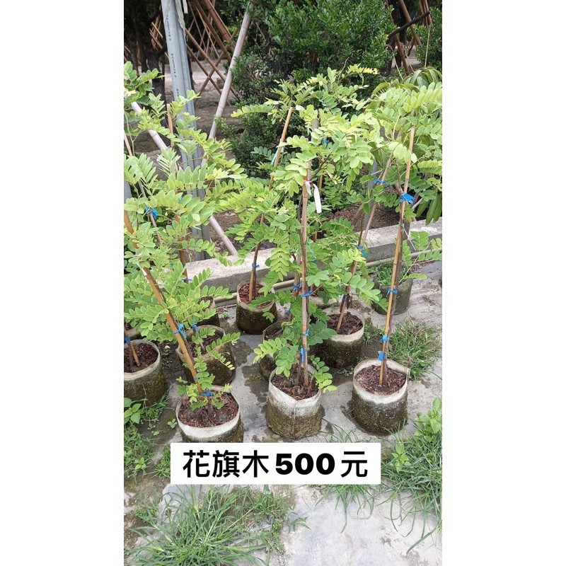 方方園藝-花旗木500元