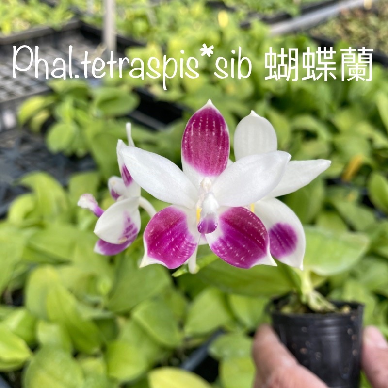Phal.tetraspis*sib 蝴蝶蘭 蘭花 orchids 植物 嘉德 蘭花 石斛 鹿角蕨 觀葉 園藝