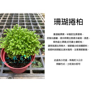 心栽花坊-珊瑚捲柏/直立捲柏/珊瑚蕨/3吋/蕨類/綠化植物/室內植物/觀葉植物/蕨類/售價55特價45
