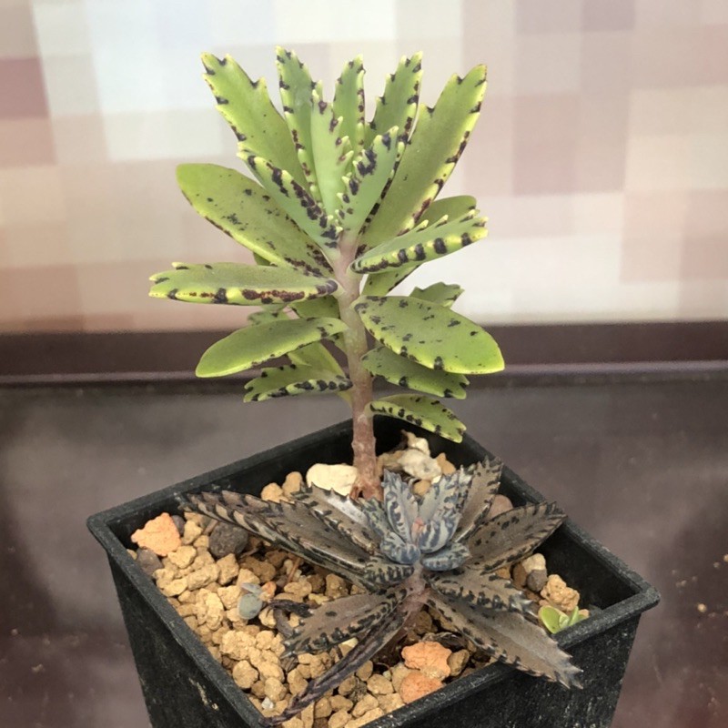H53 不死鳥熊多肉植物5 4 蝦皮購物