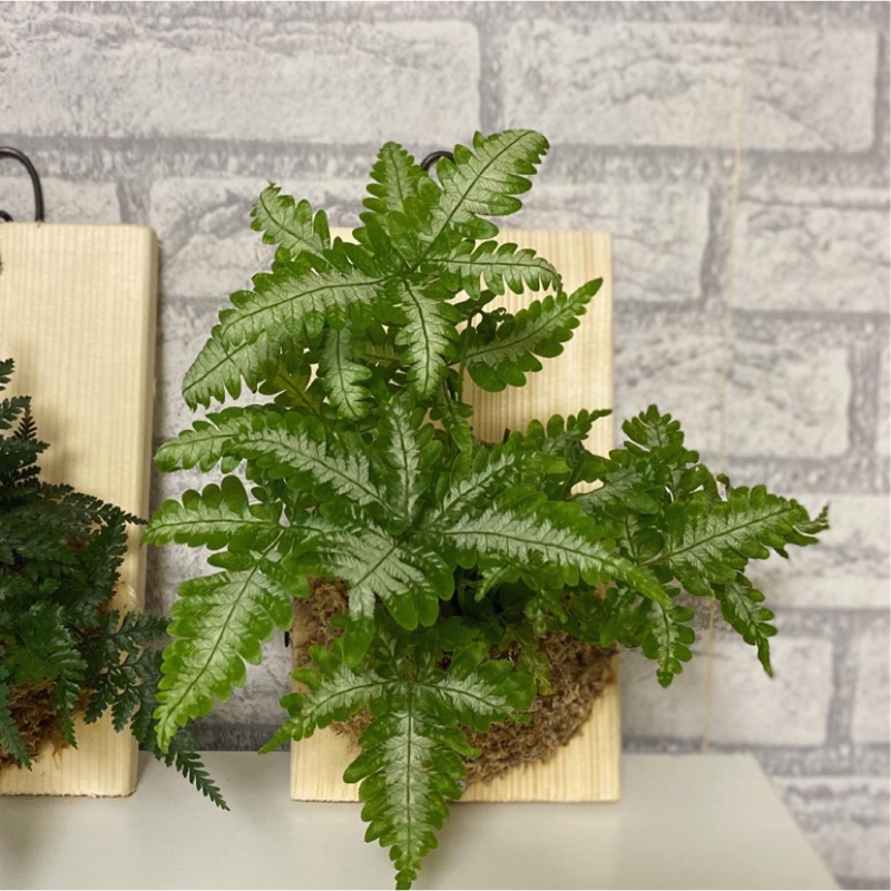 銀脈鳳尾蕨 -療癒系 淨化空氣室內植栽 已上板（可客製）