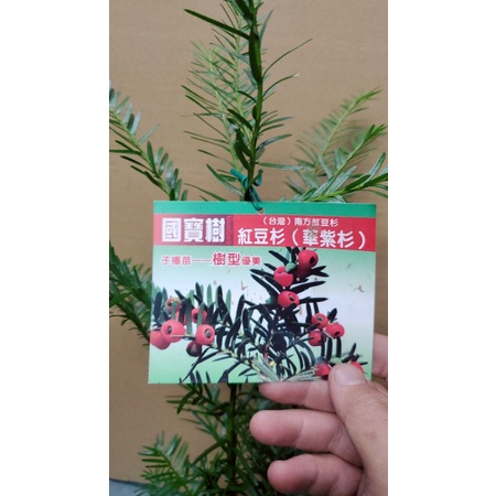 李家果苗 紅豆杉 5吋盆 種子實生苗 樹型比較漂亮 高度40~50公分 單價200元