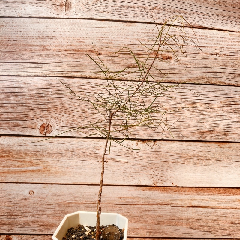 稀有裂欖的 Bursera paradoxa實生苗+ bursera graveolens