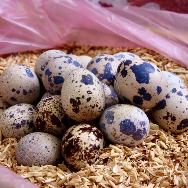 初卵*米糠裝鳥蛋*一箱12盒(每盒72顆以上) 農場鮮送 烤鳥蛋 鵪鶉蛋 生鳥蛋 米糠鳥蛋 原興鵪鶉
