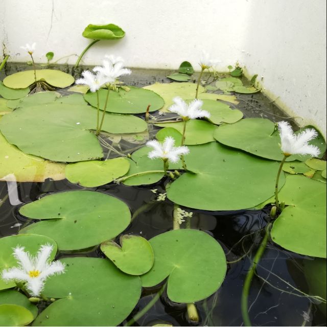 水耕植物 要日照 開花滿滿小花 一葉蓮 好養 超級會繁殖生小葉蓮 蝦皮購物