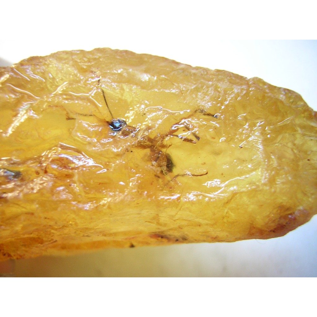 【采鑫坊】黃金琥珀蟲珀原礦~長95.5mm《直購品》~