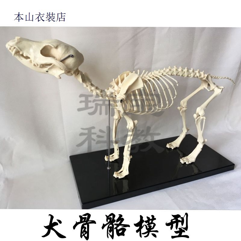到手價 廠家直銷狗骨骼模型塑料標本全骨寵物動物醫學解剖獸醫貓骨架仿真 蝦皮購物