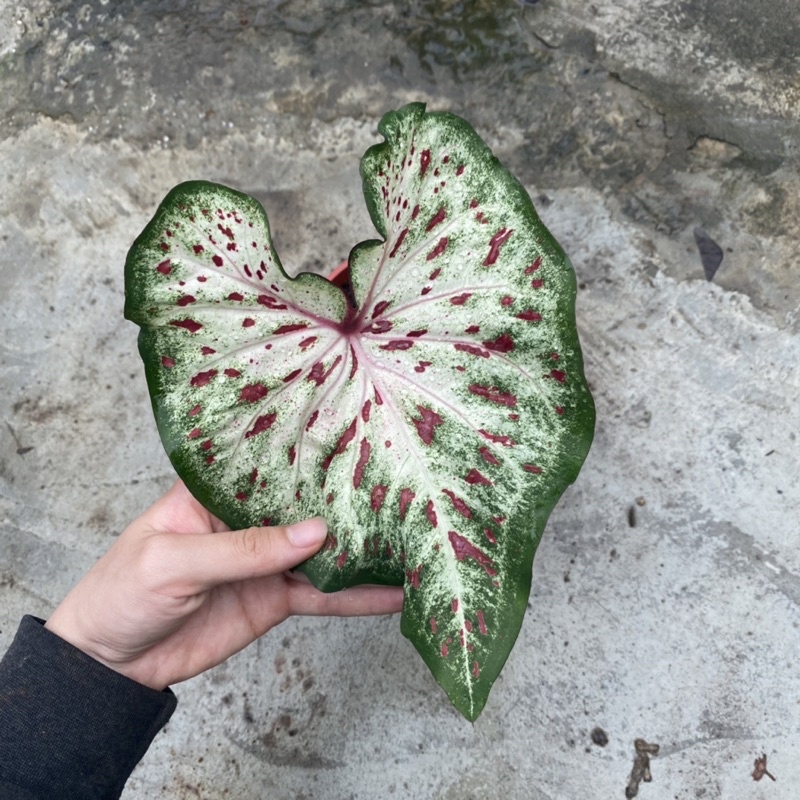 多色特殊彩葉芋🤍天南星科 室外植物