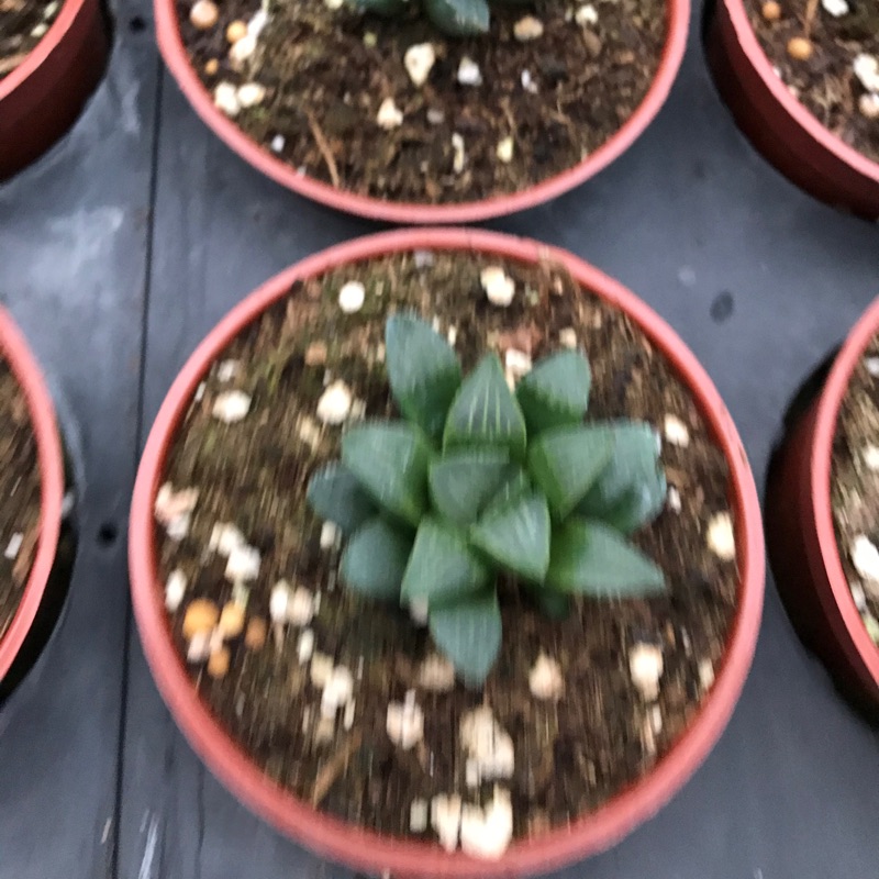 Jay 多肉植物春庭樂 蝦皮購物