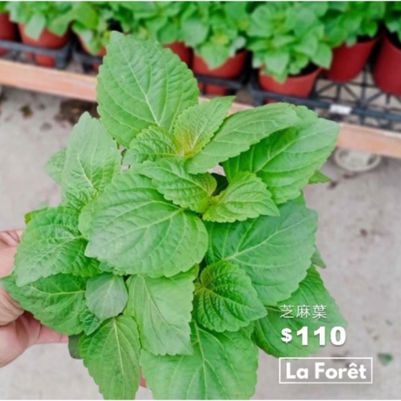 【La Forêt 植物專賣】芝麻葉 / 5吋盆栽 / 療癒小物 / 居家盆栽 / 香草植物