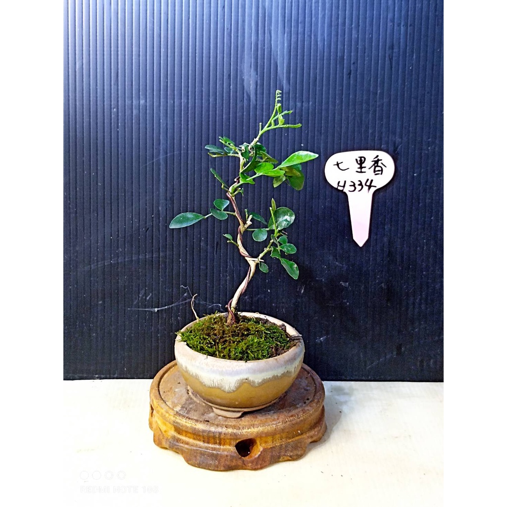 樂山  七里香  H334  小型盆栽