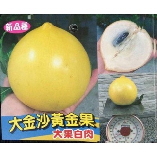 ★綠霖園藝★大金沙黃金果屬於大果品種靠接苗70公分 水果樹苗/新興果樹/果苗/嫁接/植物/盆栽