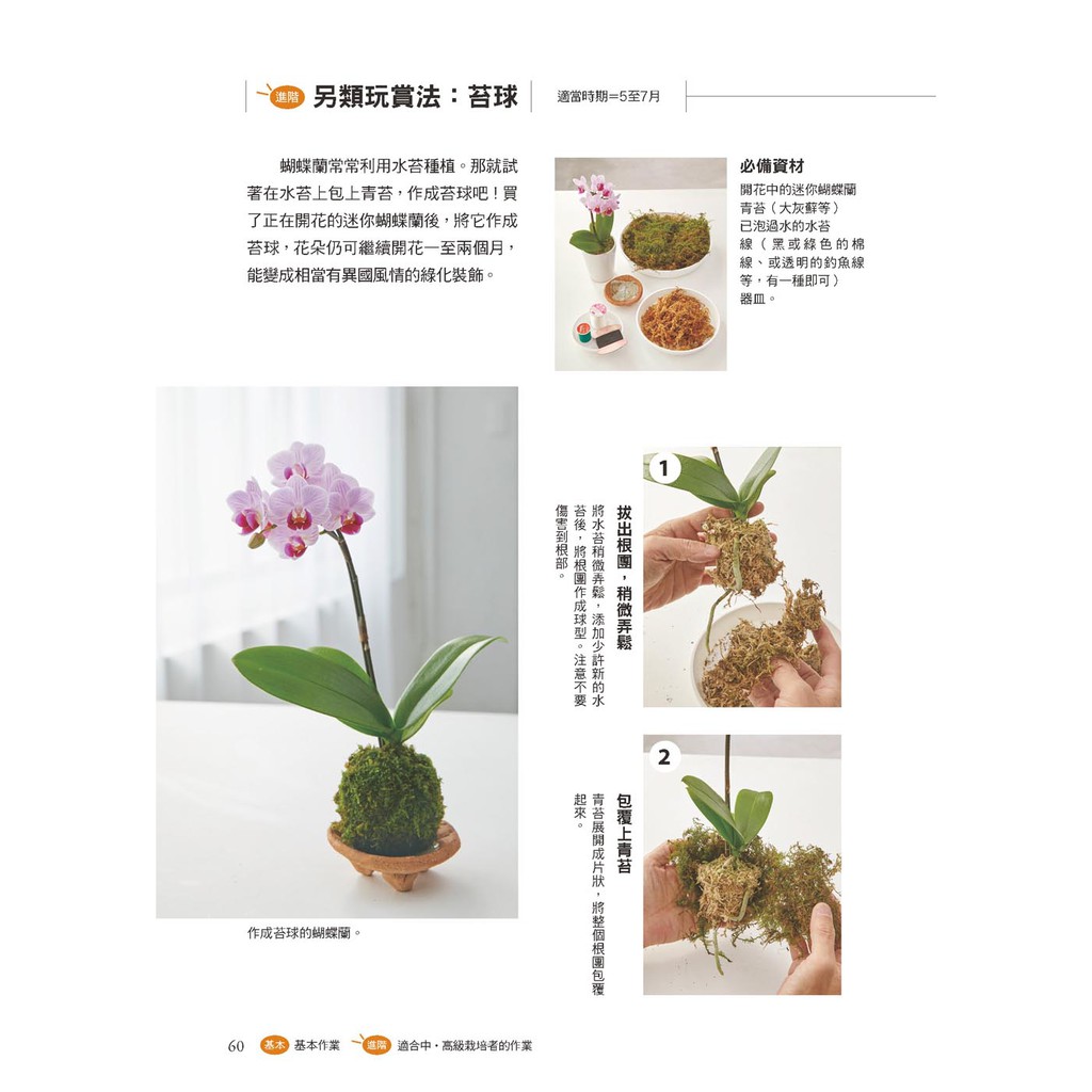 全年度蝴蝶蘭栽培基礎書 蝦皮購物