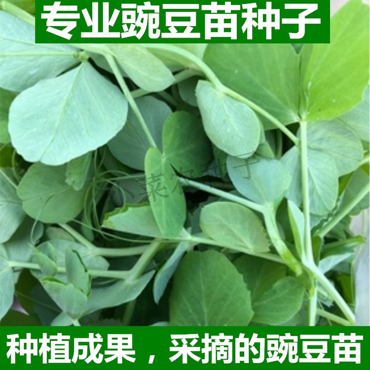 豌豆苗種子肥仔碗豆尖豌豆尖種籽孑陽臺農家田園秋冬季蔬菜種子 蝦皮購物