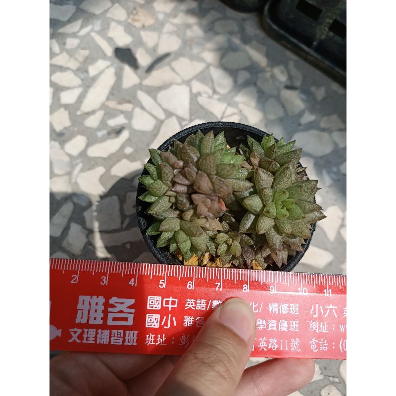 玉露群生多肉植物多頭 蝦皮購物