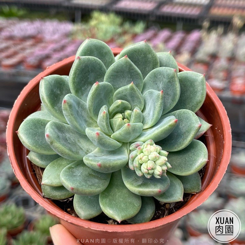 3吋盆 思嘉麗 多肉植物 多肉 療癒小物 組盆 Xuan肉園 蝦皮購物