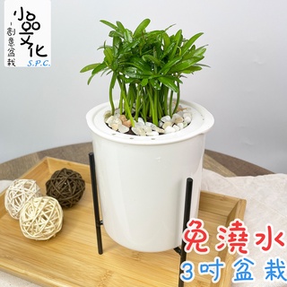 【小品文化】羅漢松【現貨】3吋鐵架免澆水盆栽 懶人盆栽 觀葉植物 室內植物 自動吸水 創意花盆 居家辦公盆花
