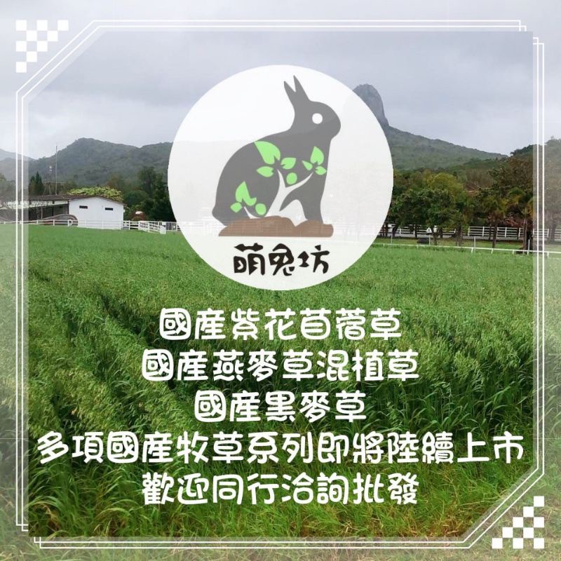 萌兔坊臺灣國產紫花苜蓿草牧草國產草苜蓿草墾丁牧草恆春牧草苜蓿草牧草寵物牧草精品牧草系列台灣牧草 蝦皮購物