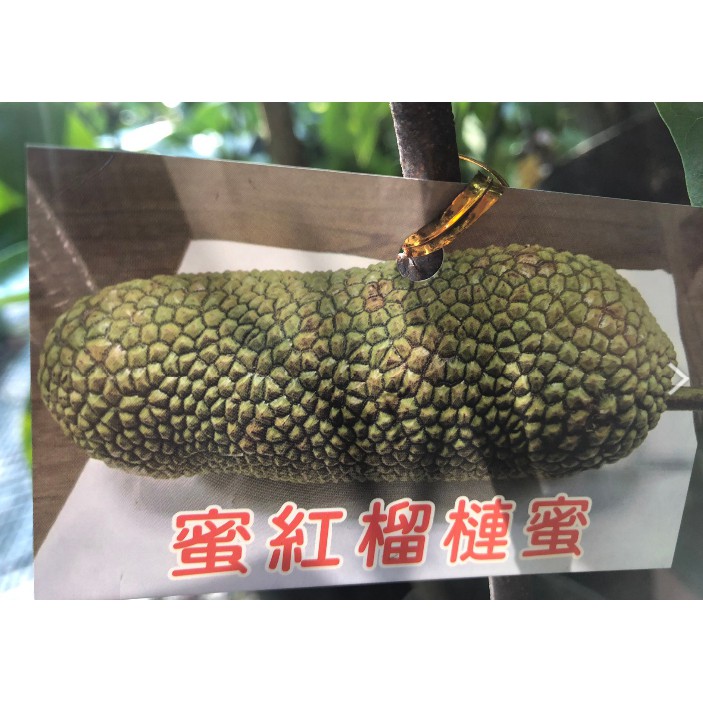 花囍園_水果苗--蜜紅榴槤蜜--果實大小平均~常綠果樹/4吋高約30-40cm