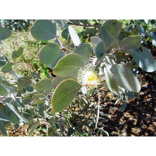 藍葉小桉樹 Eucalyptus gamophylla-Blue Mallee