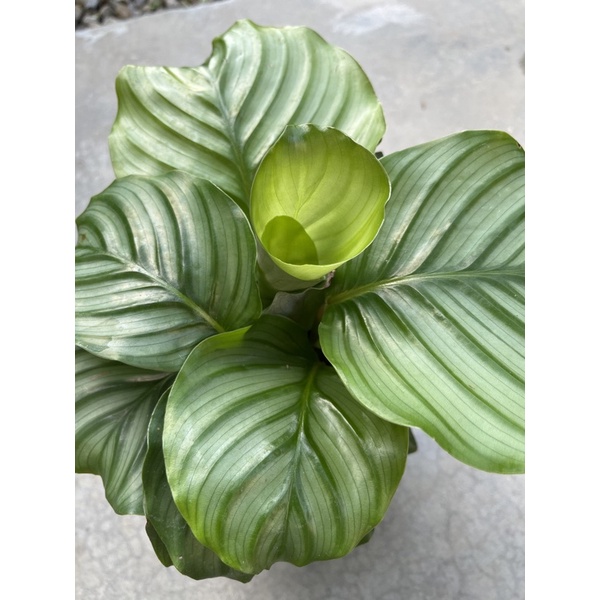 青蘋果竹芋｜Calathea orbifolia｜🌿植悟誌 優選品