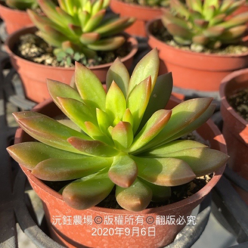 沅鈺農場多肉植物加州太陽 火焰銘月 蝦皮購物