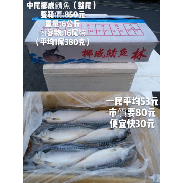 挪威鯖魚整尾 16尾入 蝦皮購物