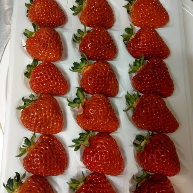 日本草莓.草莓苗.新潟 越後姬草莓種子
