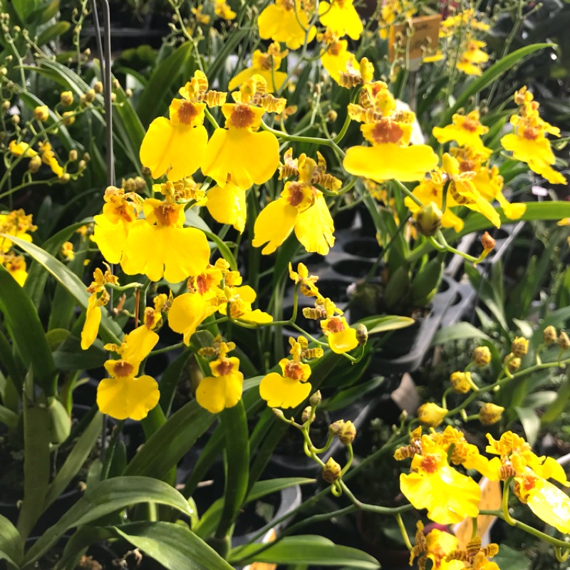 王冠蘭園 文心蘭 百萬黃心 開花株 花況保證 栽培場直營 蝦皮購物