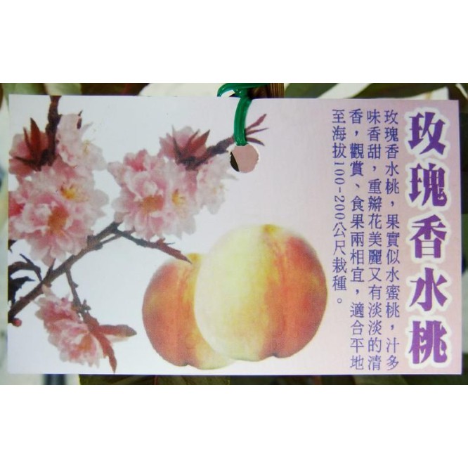 玫瑰香水桃 Ptt Dcard討論與高評價網拍商品 21年8月 飛比價格