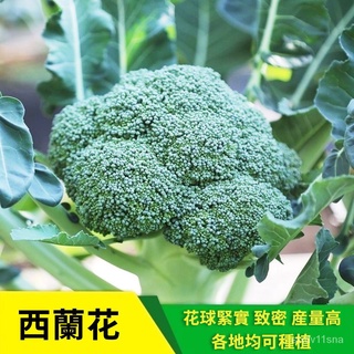 禎豐美 綠花椰菜青花菜芽菜種子600g 蝦皮購物