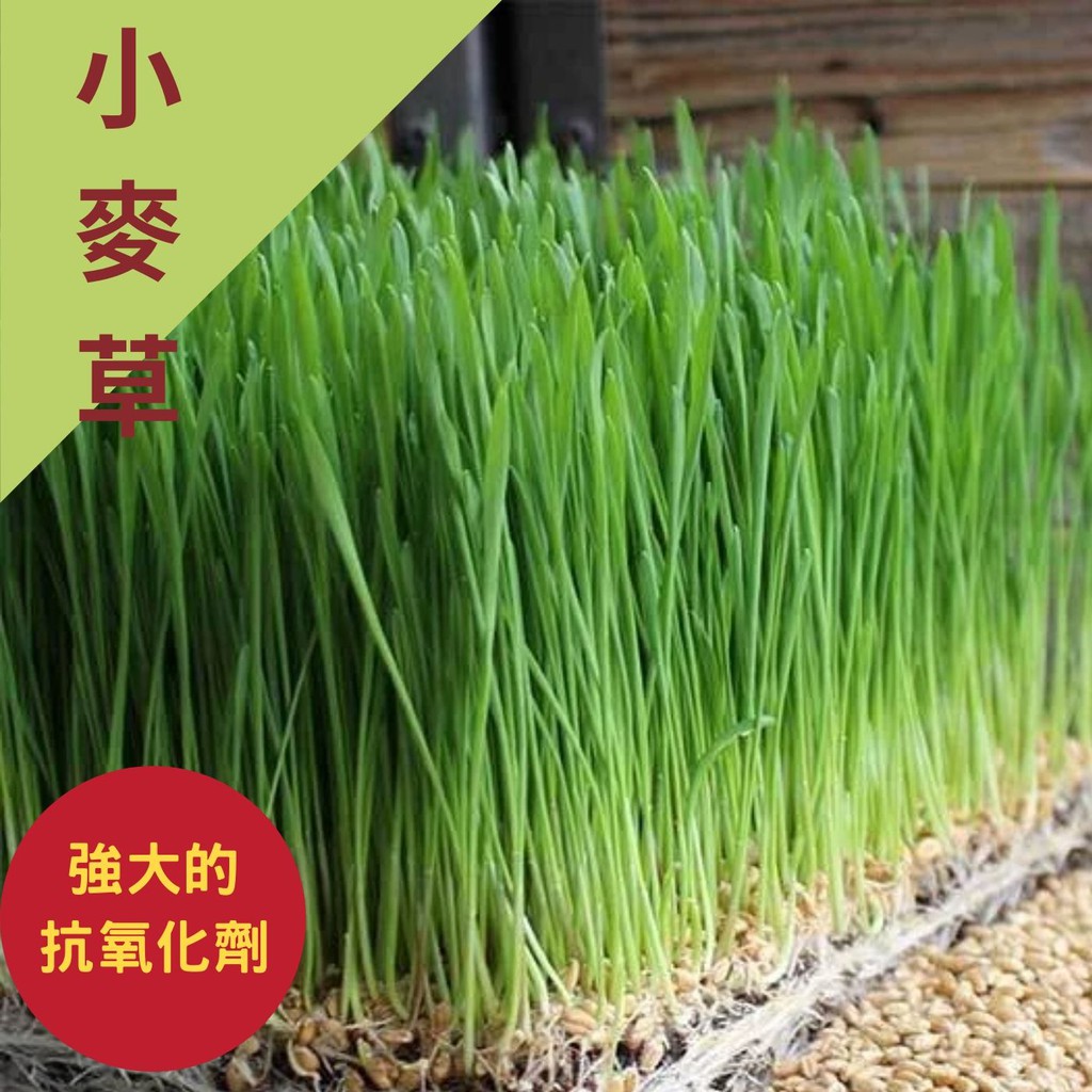 鮮採小麥草100克 幸福手作農坊 蝦皮購物
