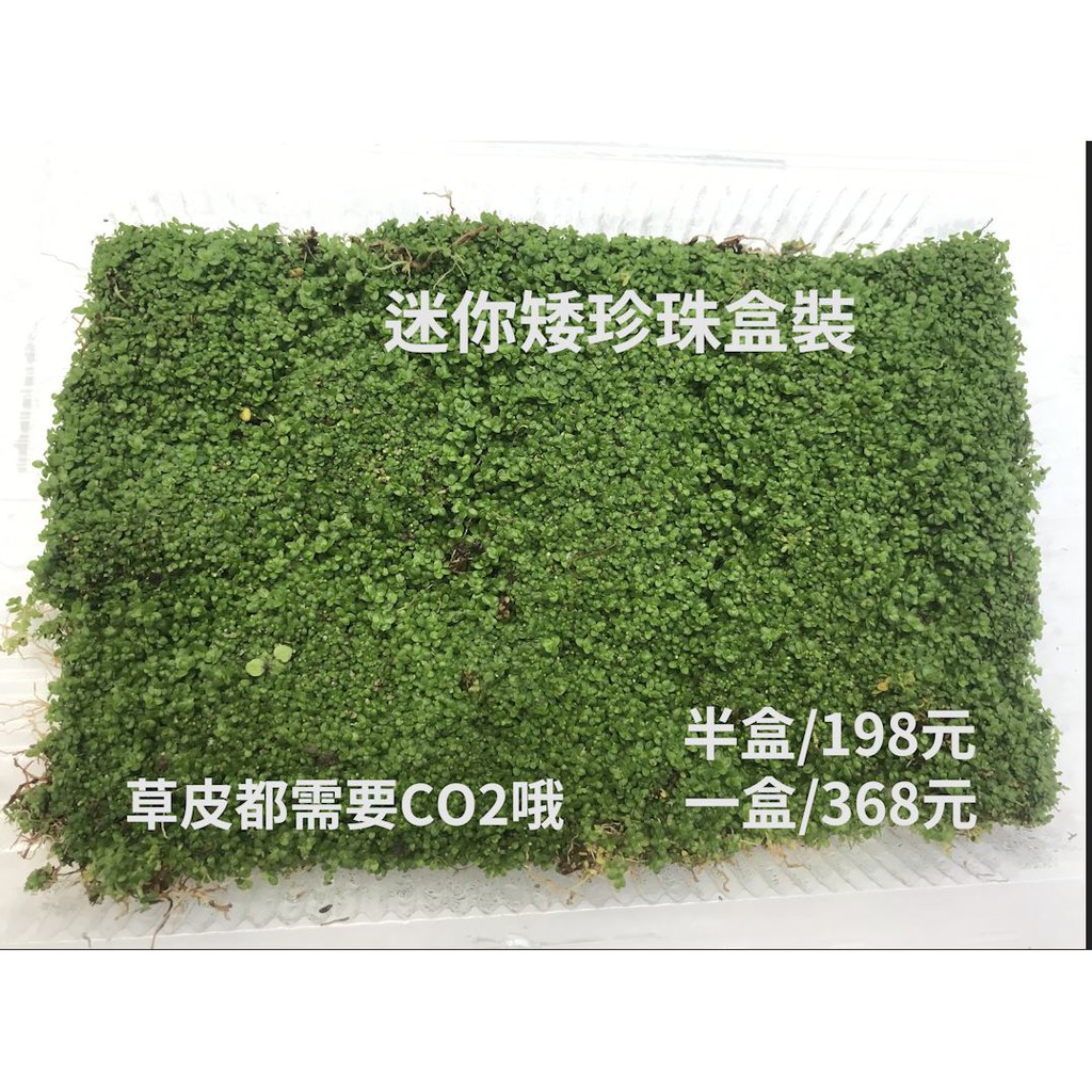 草皮皮 迷你矮珍珠草草皮前景草需co2 盒裝半盒168元 一盒300元特價 蝦皮購物