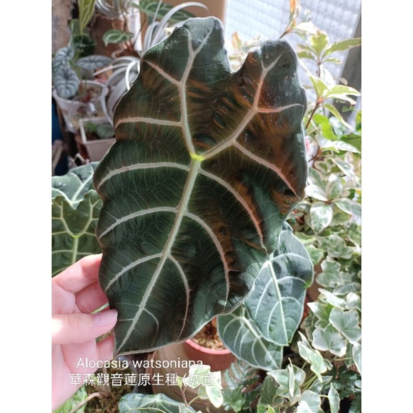 華生觀音蓮 絨面 Alocasia watsoniana 雨林植物 觀葉植物 網紅植物