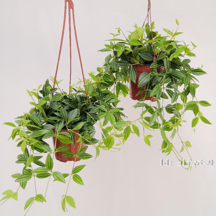鉆石翡翠吊蘭盆栽室內千葉百萬心常春藤吸甲醛綠植花卉觀葉植物 蝦皮購物