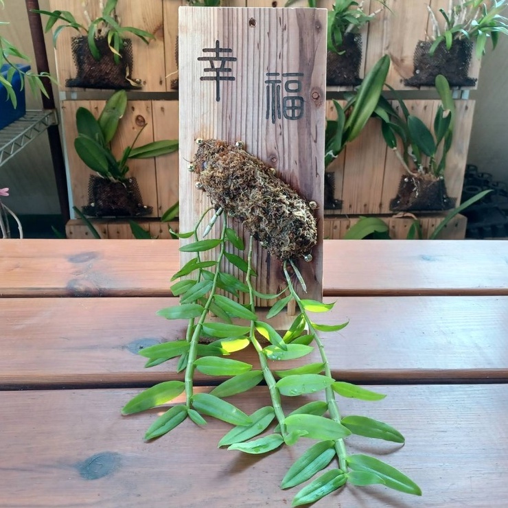 [Fern-tastic 蕨對優植] 大欣石斛蘭B(客製)(上板-日本杉木35*17*2公分-加大板)