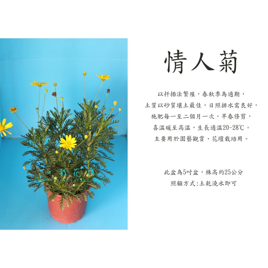 心栽花坊-情人菊/5吋/季節花卉/觀賞花卉/售價150特價120
