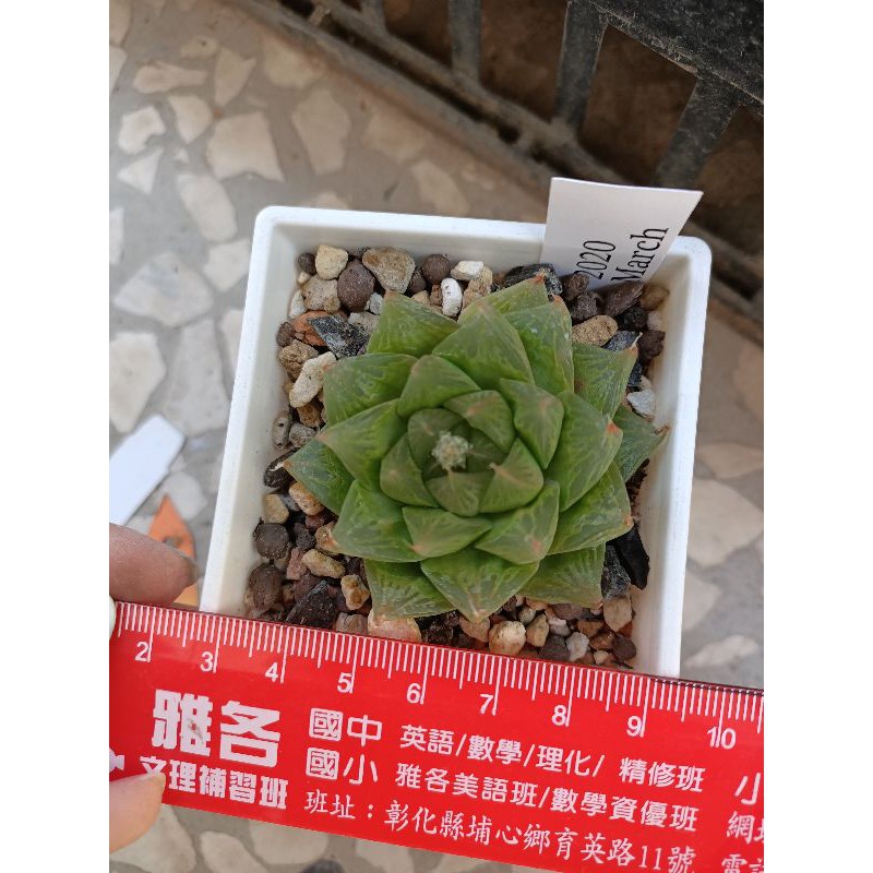 多肉植物玉露類代號11 蝦皮購物