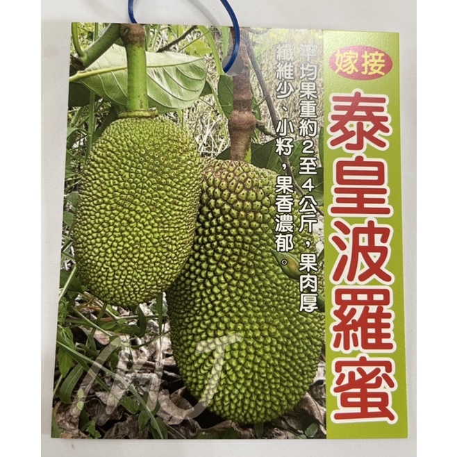 泰皇波羅蜜/嫁接苗/水果苗/永吉種苗園
